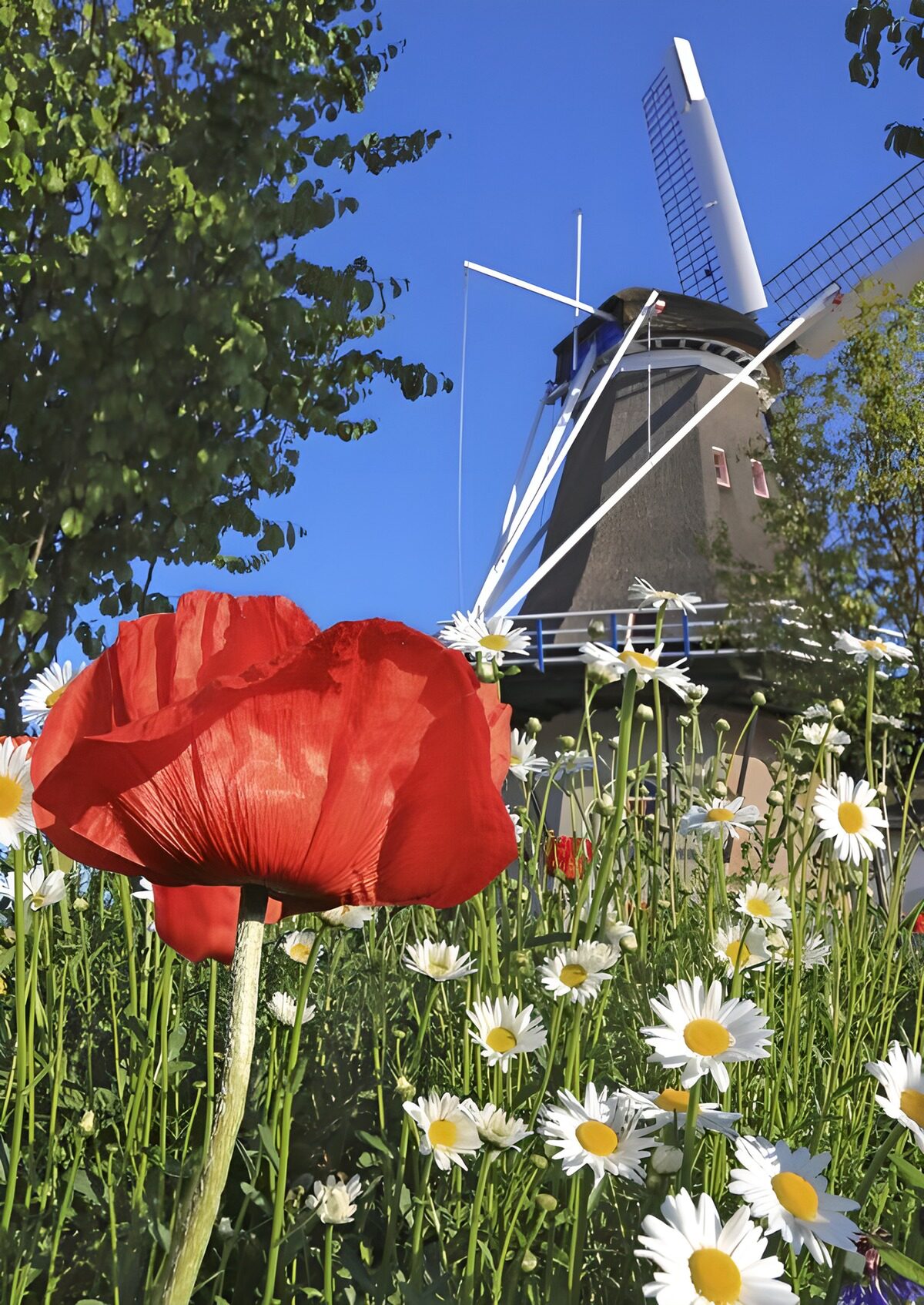 Windmühle hinter sommerlichen Blüten