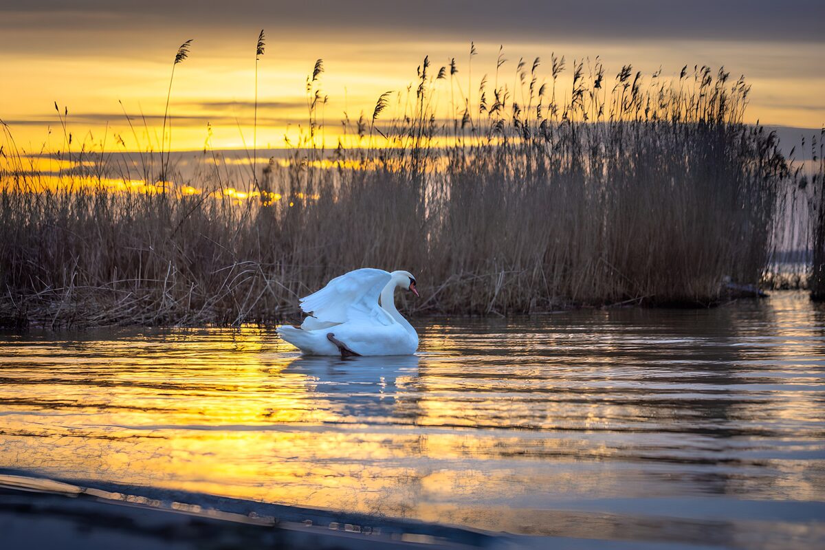 Schwan vor Schilf im Abendlicht