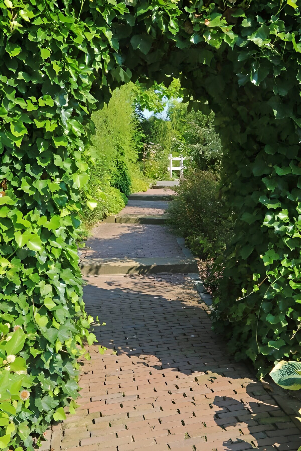 Gartenweg unter einem schattigen Efeubogen