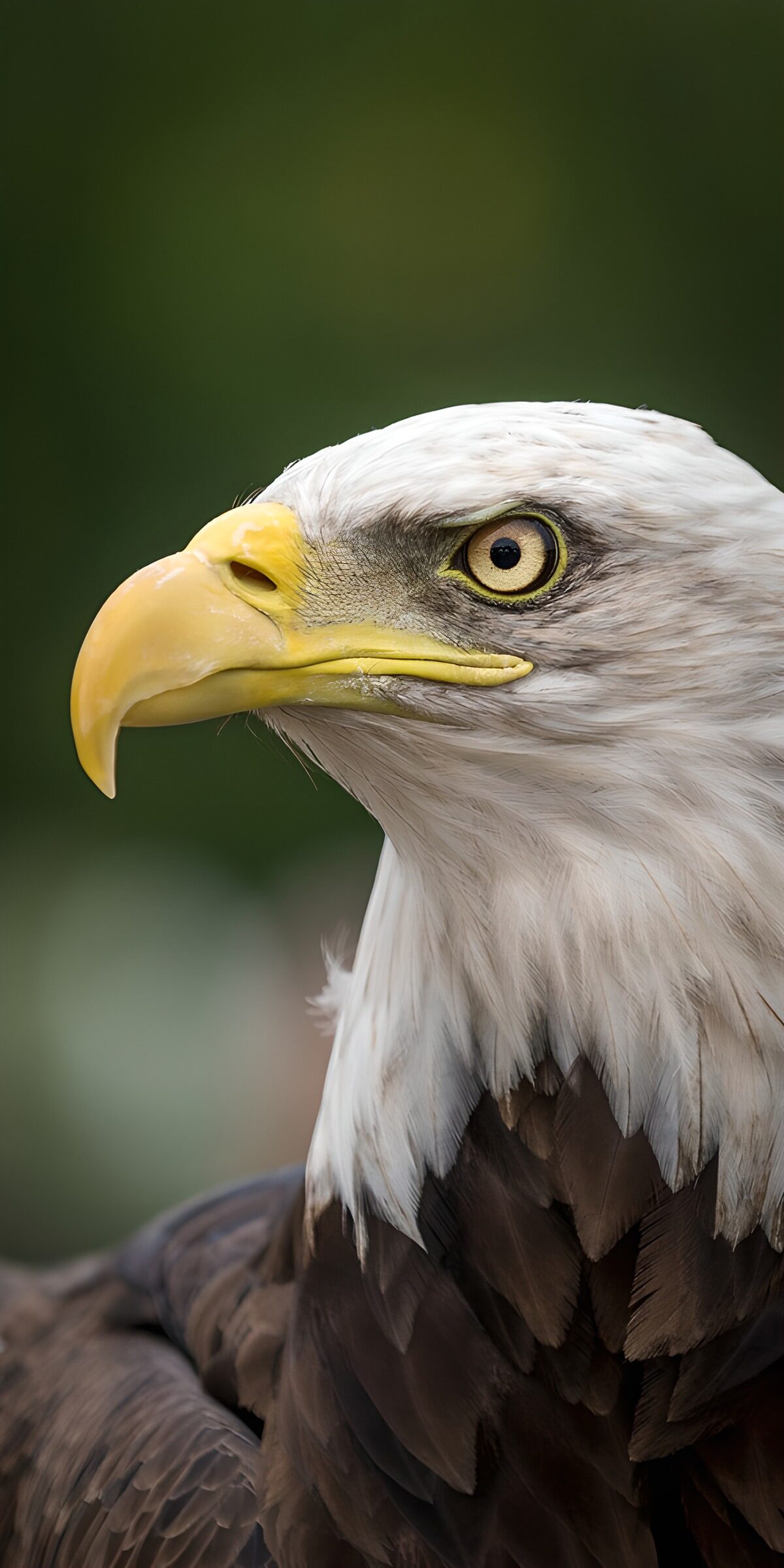 Weißkopfseeadler im Profil