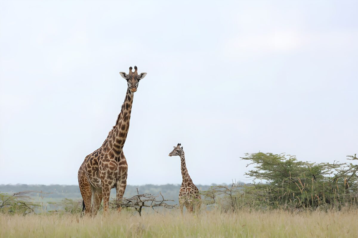Zwei Giraffen im hohen Savannengras