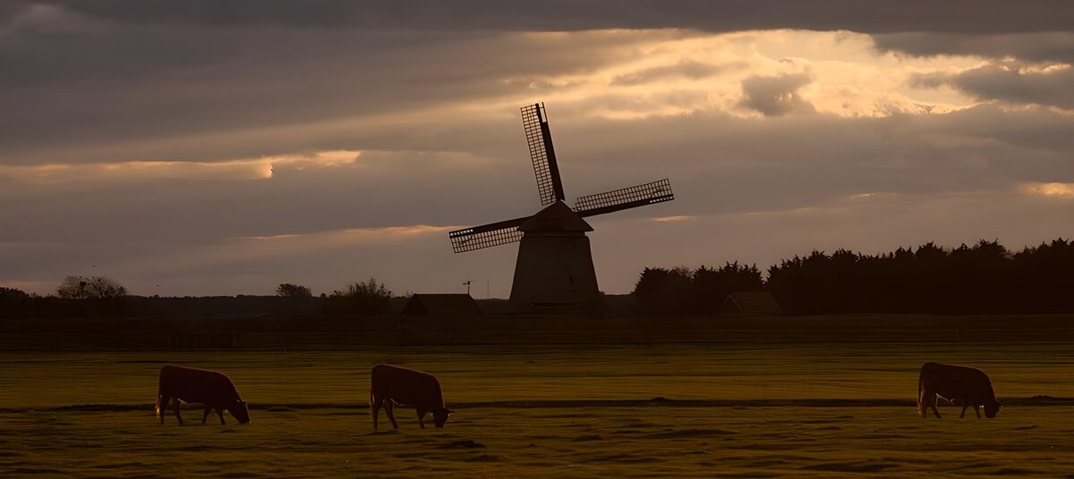 Kühe und Windmühle im Abendlicht