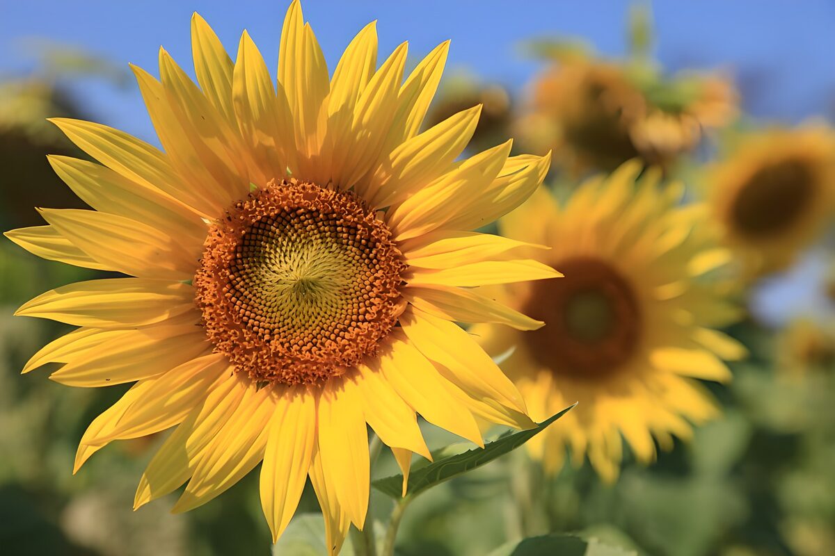 Sonnenblume im goldenen Sommerkleid