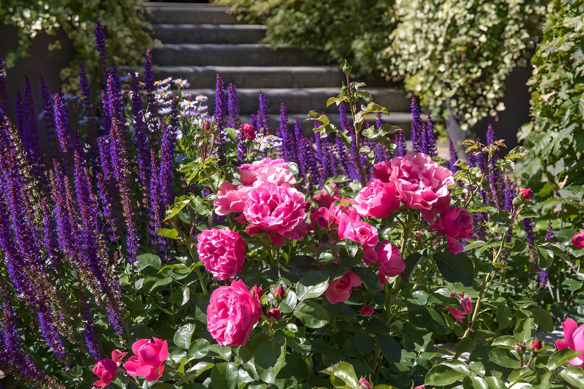 Rosa Rosen im sonnigen Gartenbeet