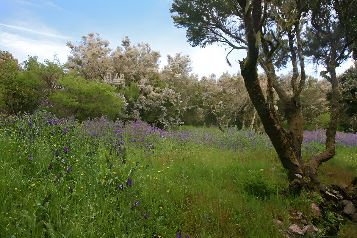 Blumenwiese im Schatten des großen Baums