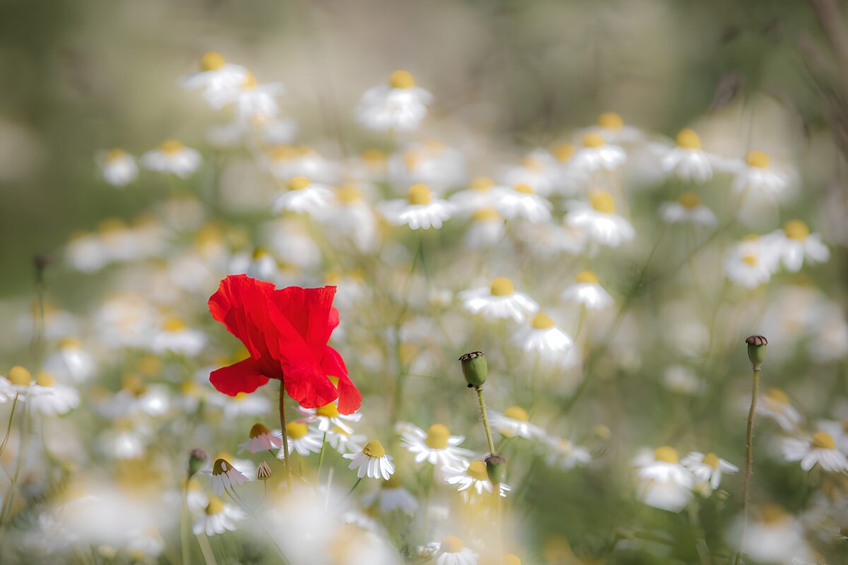 Roter Mohn zwischen weißen Sommerblüten