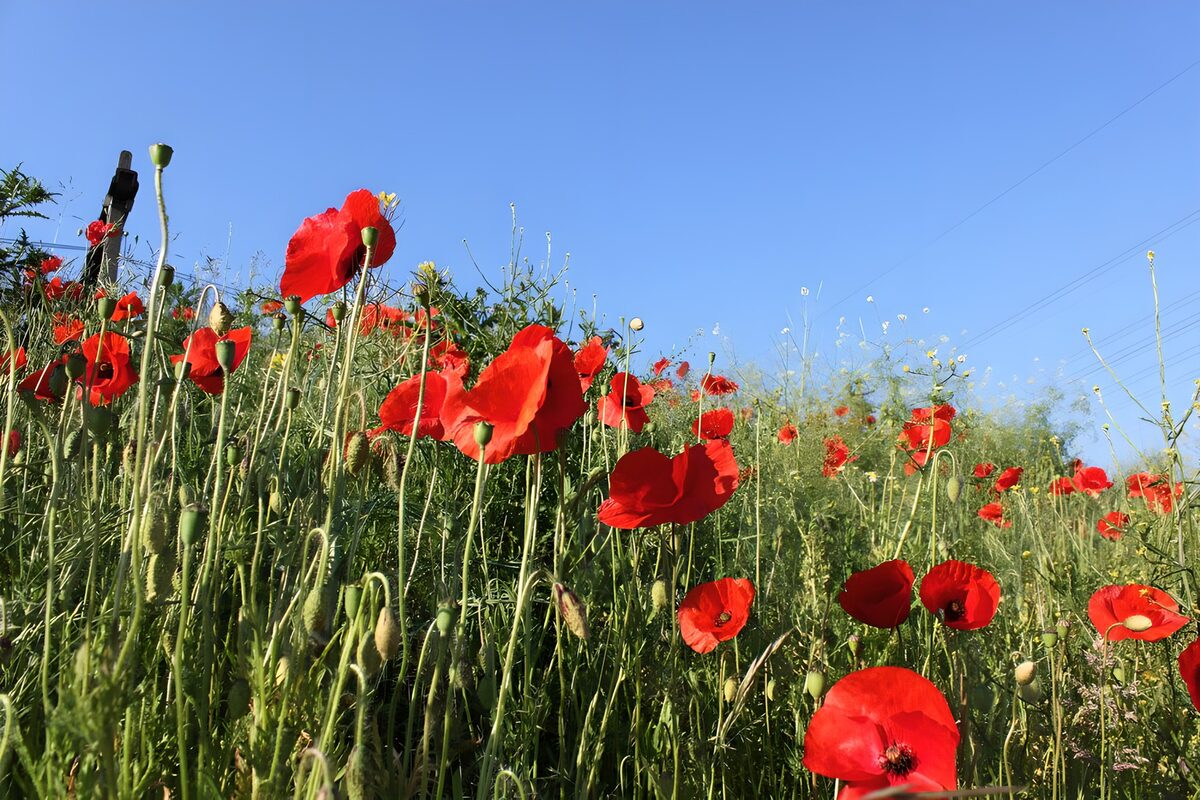 Roter Mohn im sonnigen Wiesengras