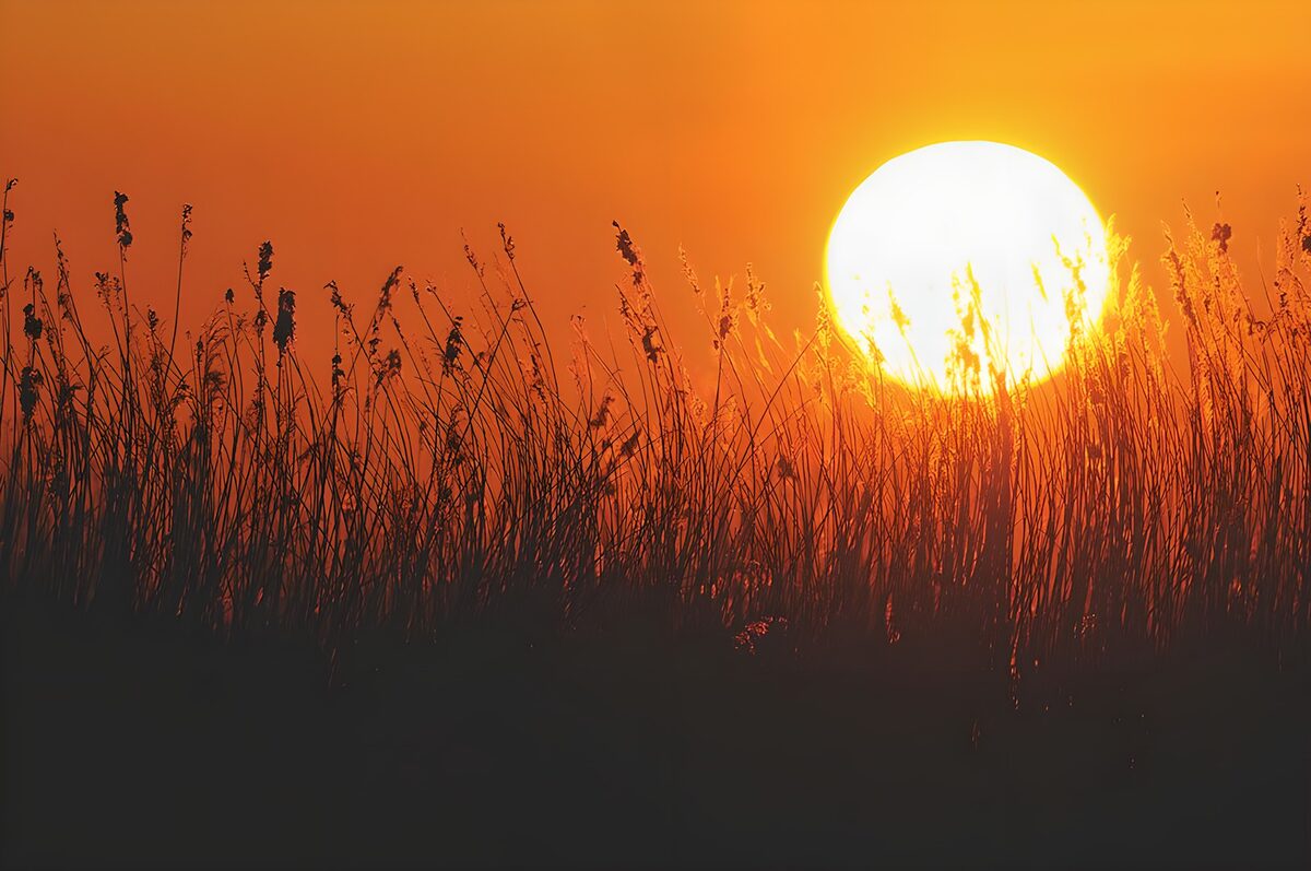 Sonnenuntergang hinter dunklen Gräsern