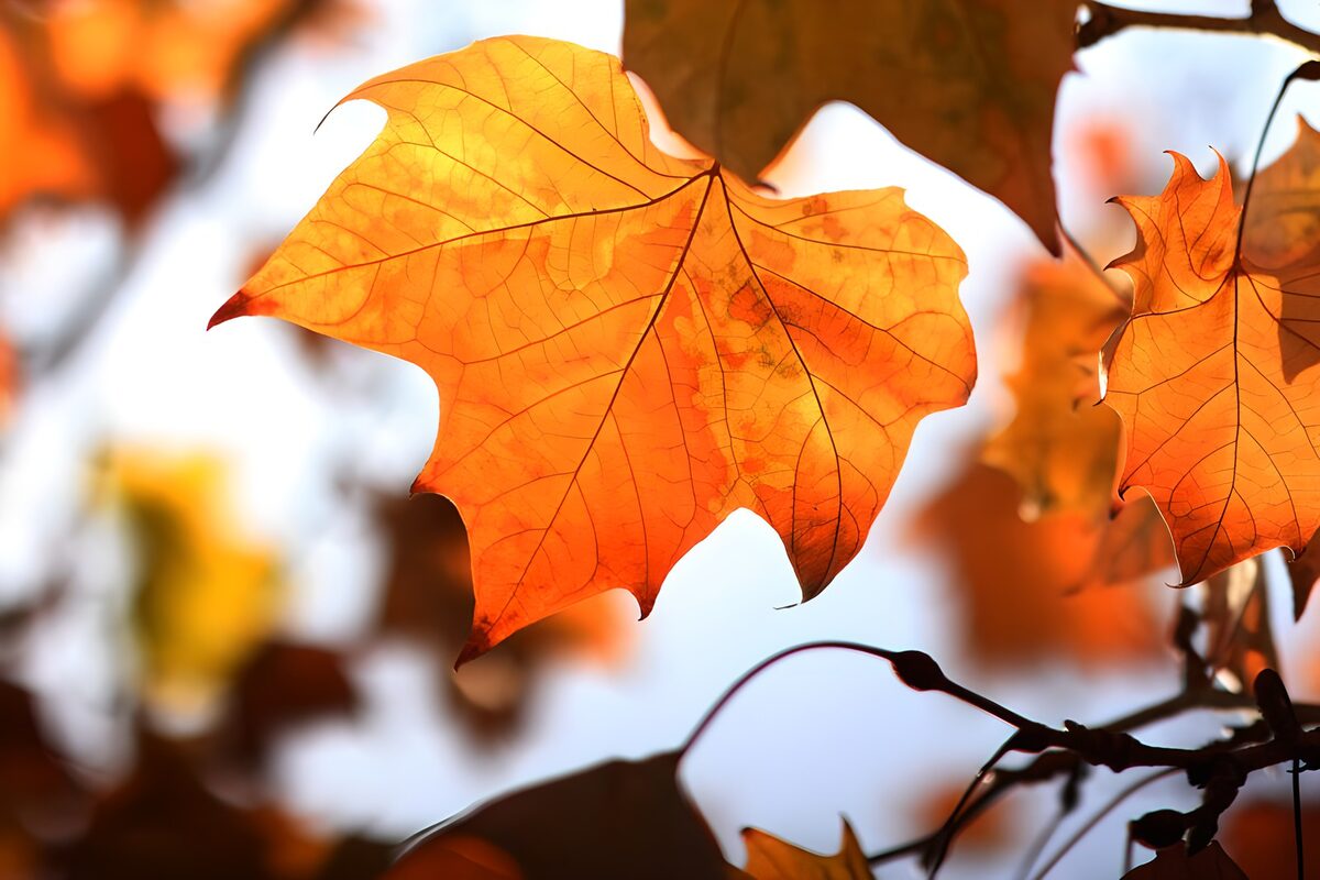 Oranges Ahornblatt im warmen Gegenlicht