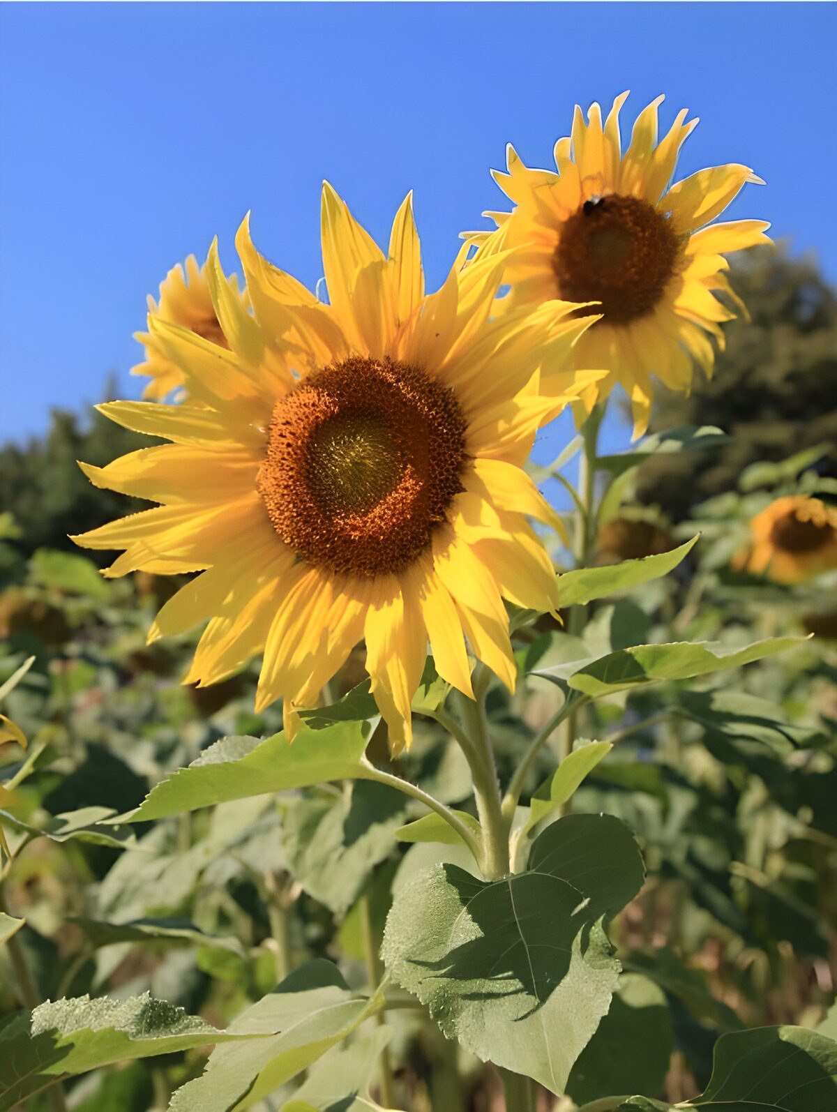 Sonnenblumen auf der Sonnenseite