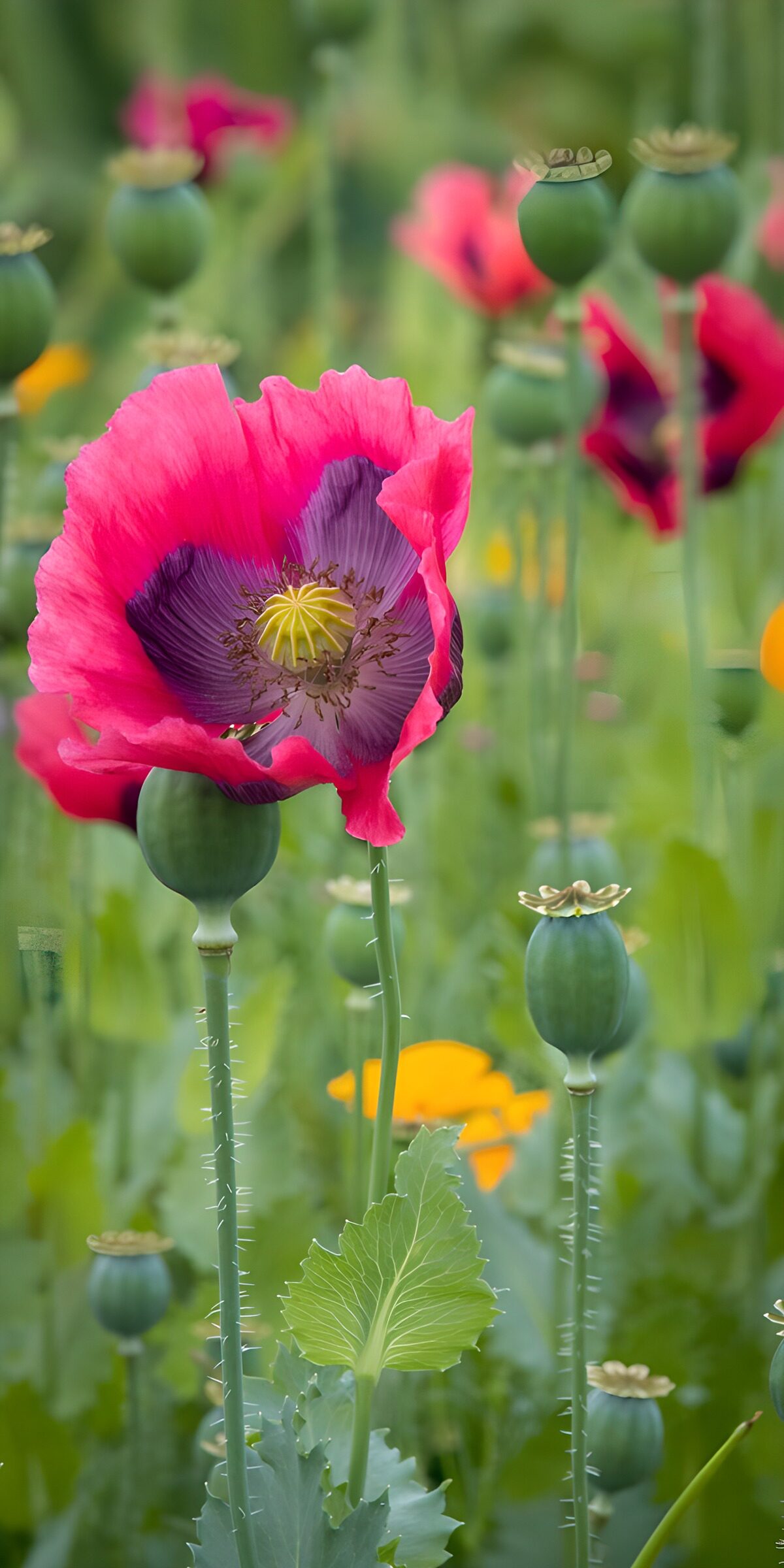 Rosa Mohnblüte zwischen grünen Kapseln