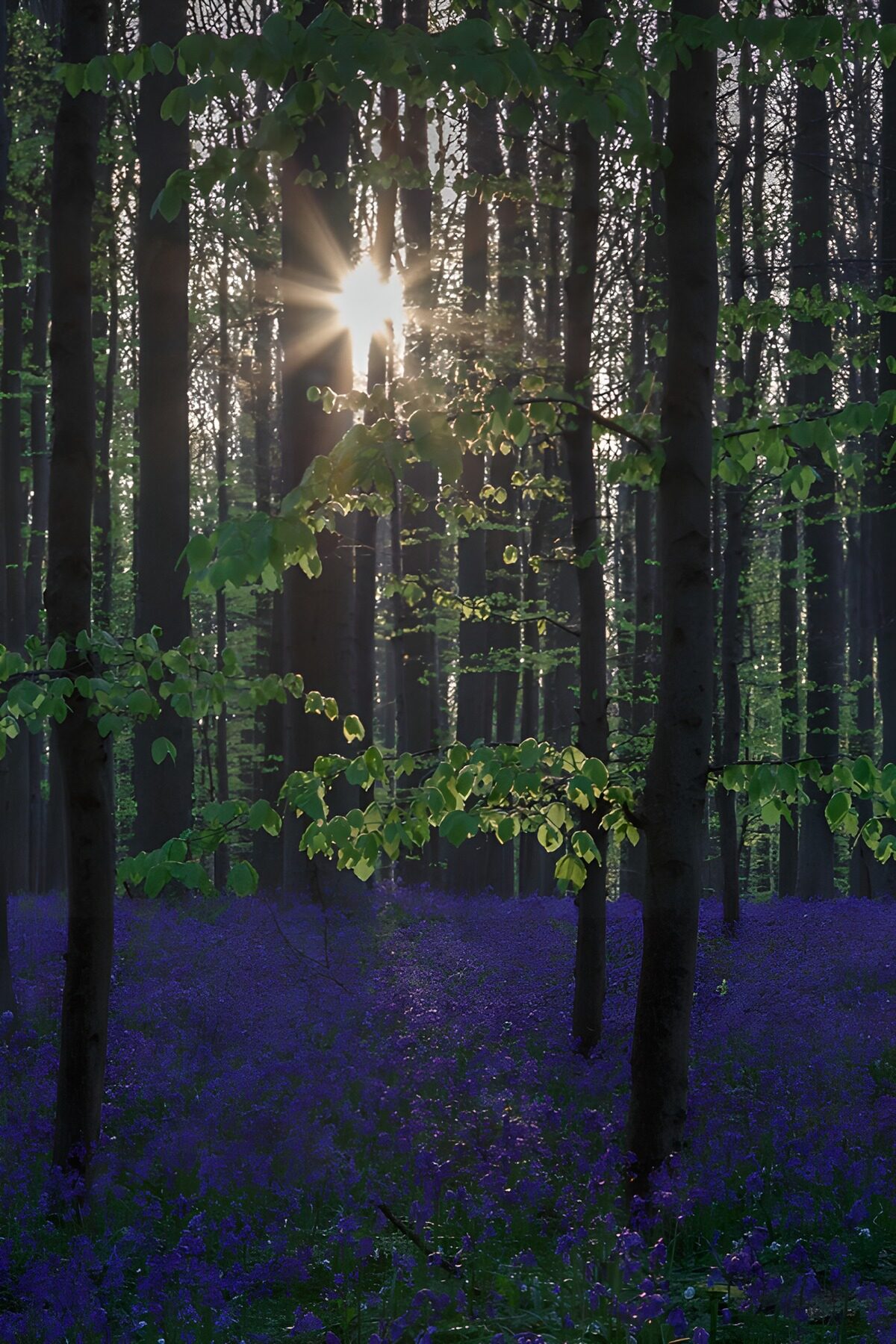 Blaue Waldblüten im warmen Sonnenlicht