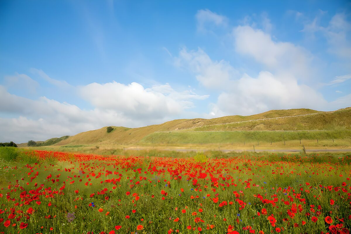 Rote Mohnwiese vor sanften Dünen