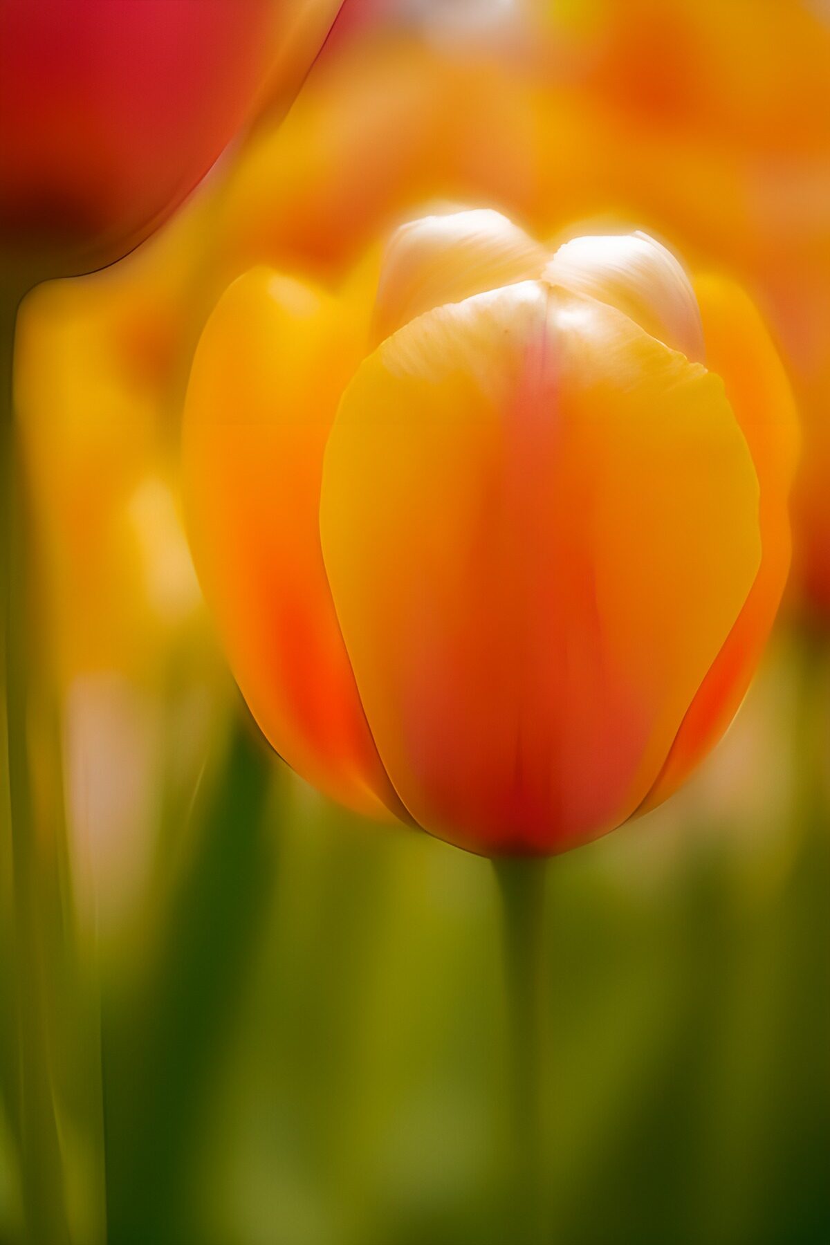 Orangegelbe Tulpe in weichem Licht