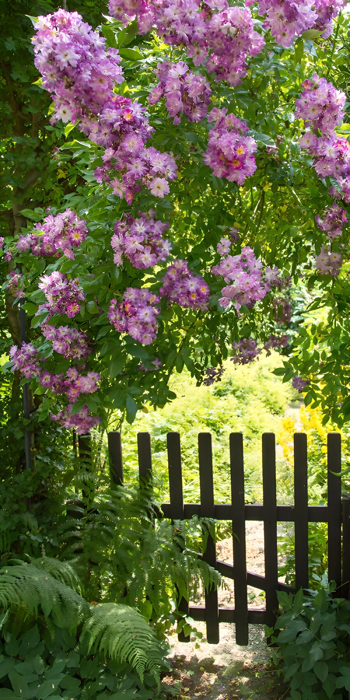 Gartentor unter rosa Blüten