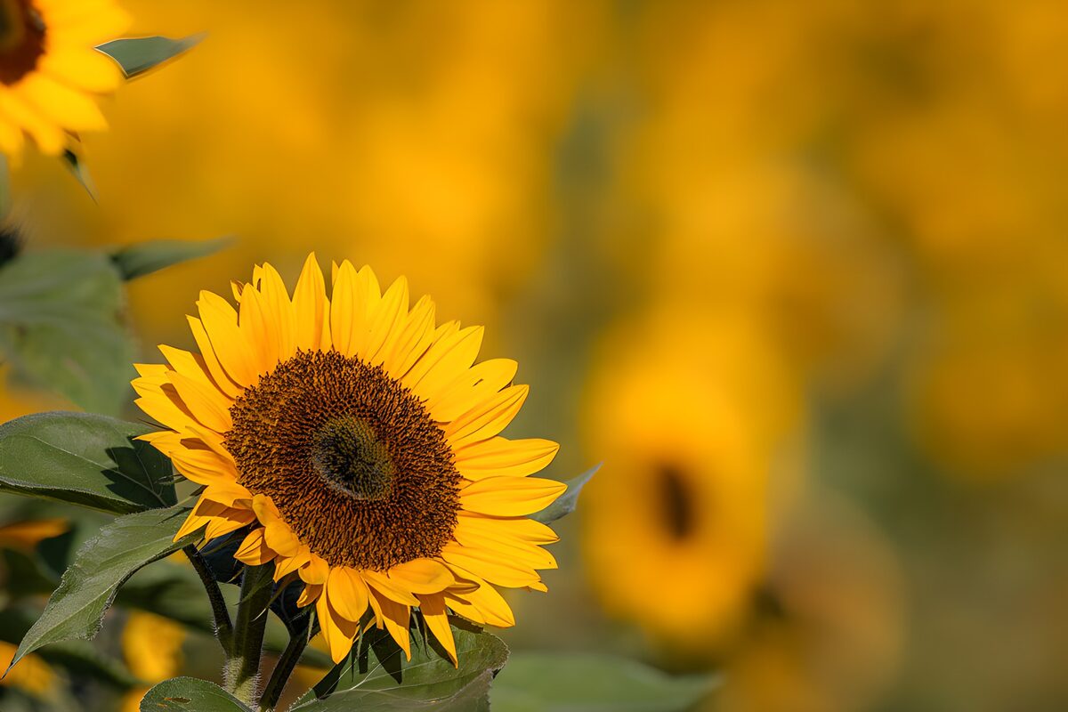Sonnenblume vor goldenem Schimmer