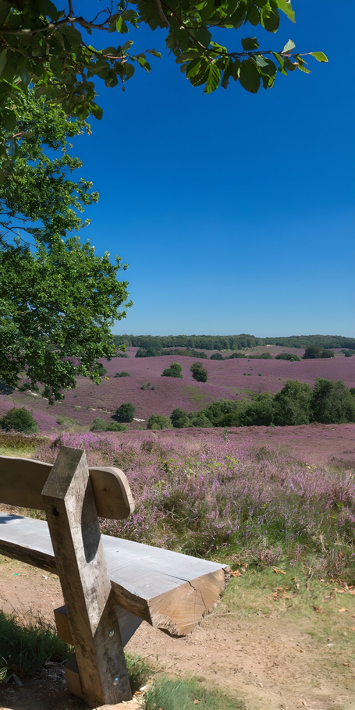 Holzbank mit Blick auf die blühende Heide