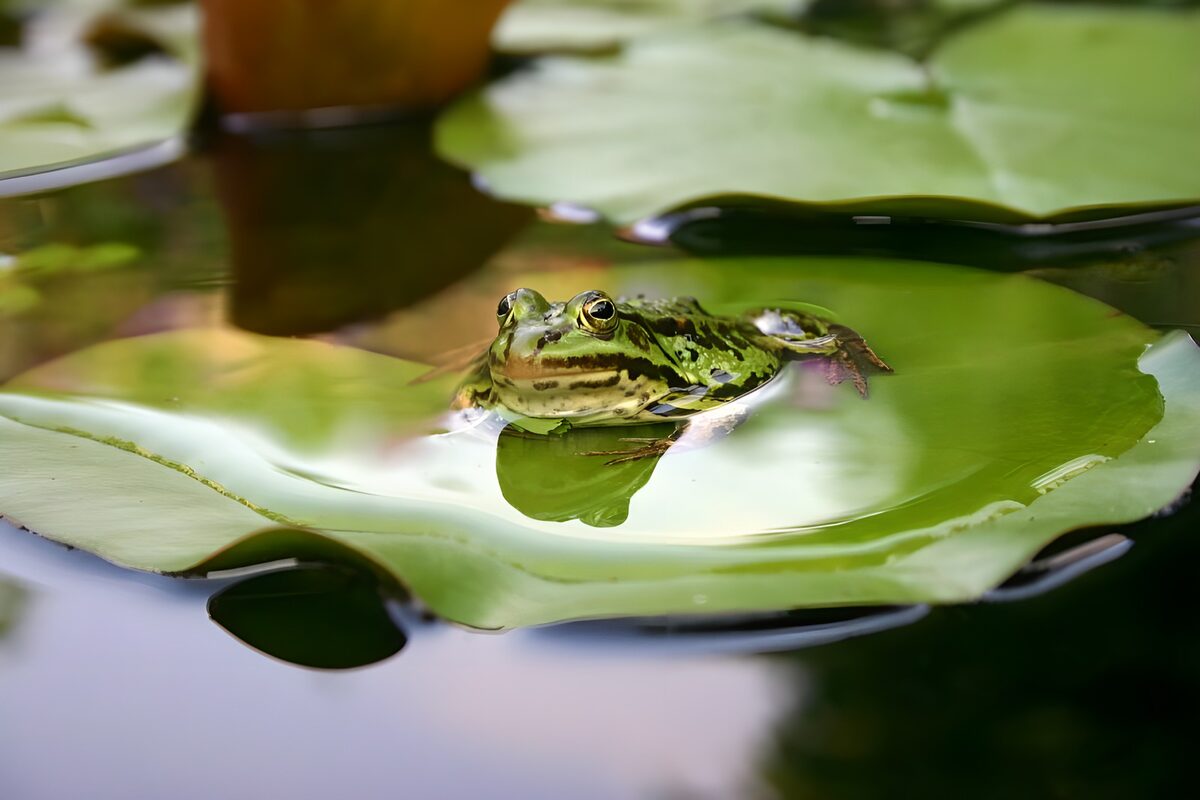 Grüner Frosch auf glänzendem Seerosenblatt