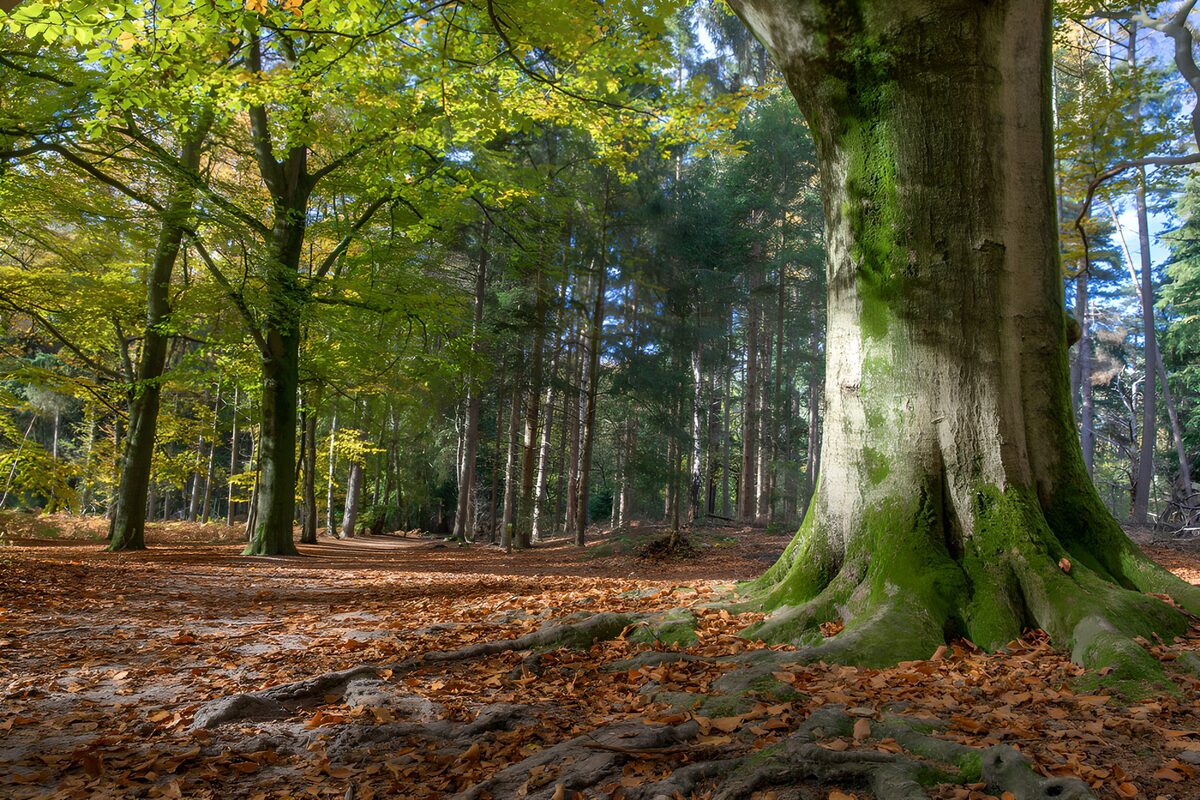Moosige Baumwurzeln im Herbstlicht