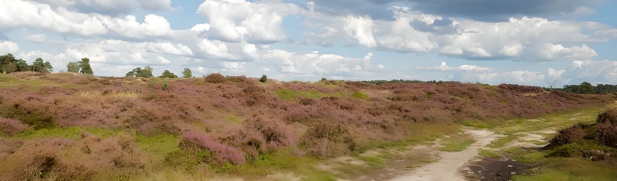 Blühende Heide unter weitem Wolkenhimmel