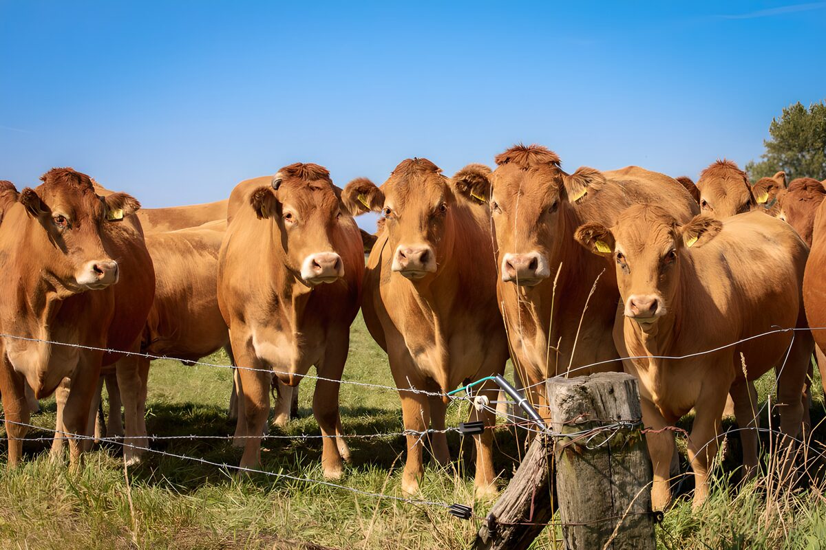 Goldbraune Rinder am sonnigen Weidezaun