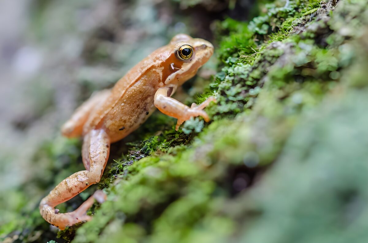 Kupferbrauner Frosch am steilen Moos