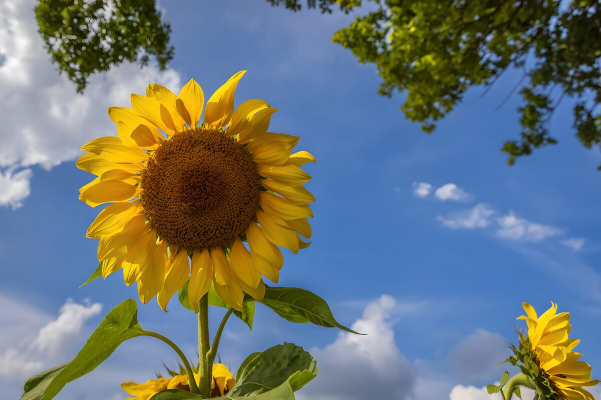 Sonnenblume vor blauem Sommerhimmel