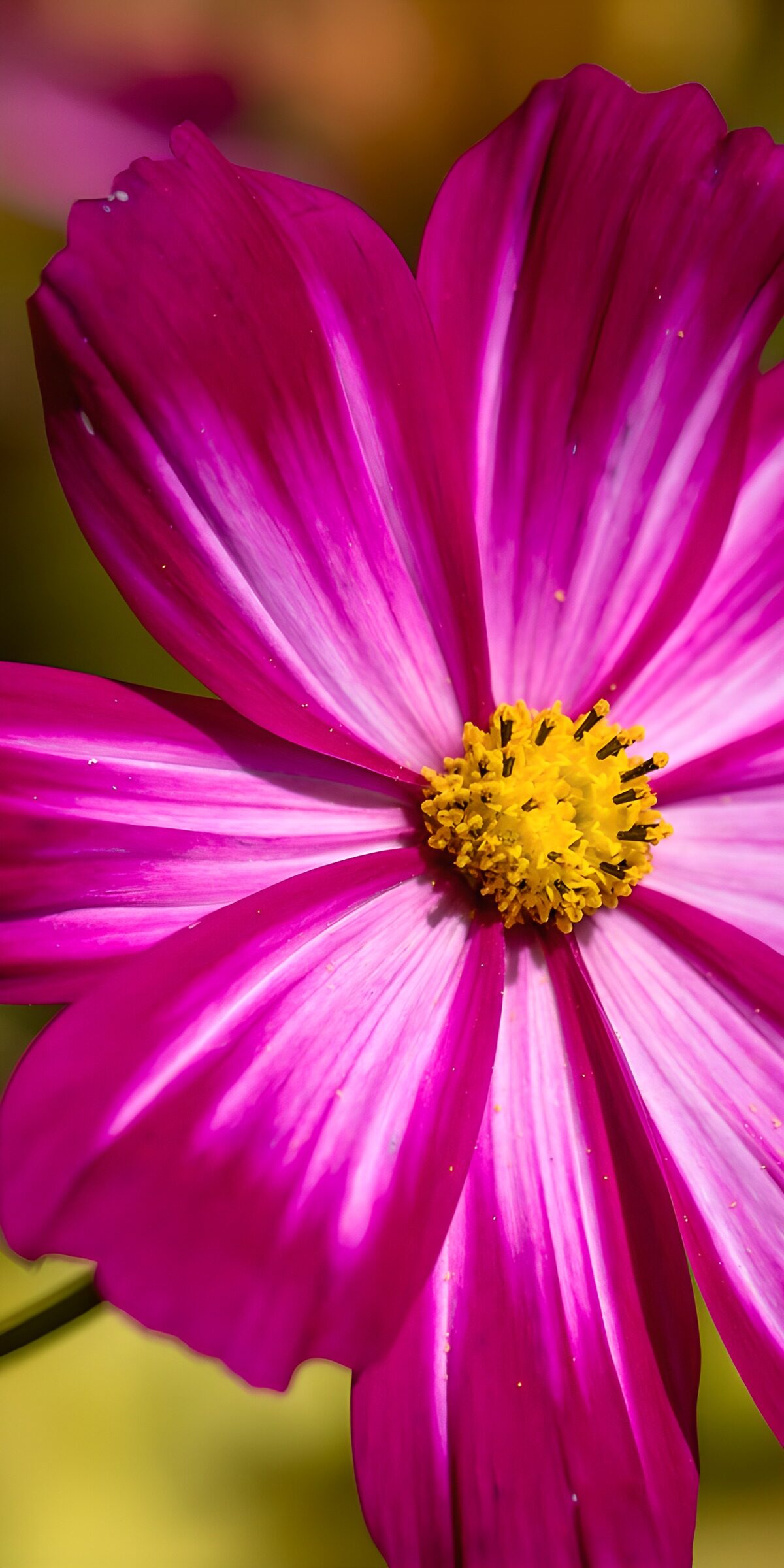 Pinke Kosmee mit weißen Streifen