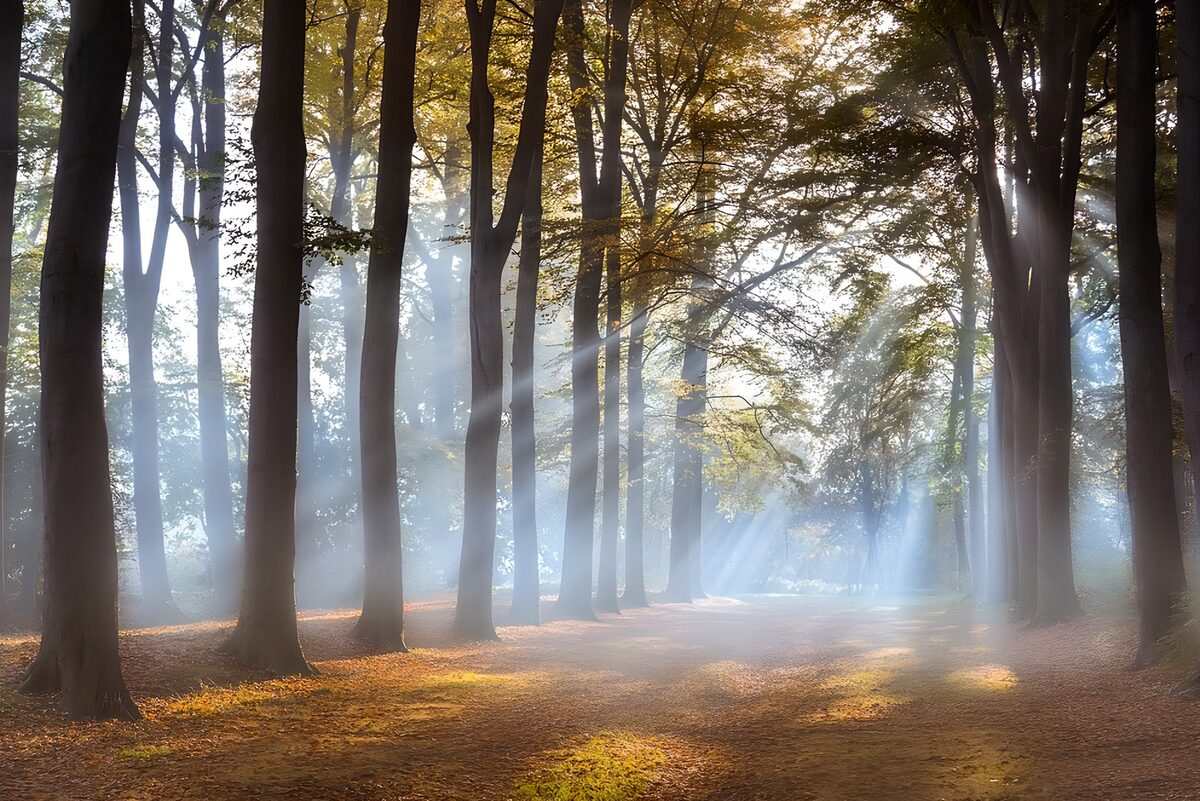 Wo der Waldweg im Licht versinkt