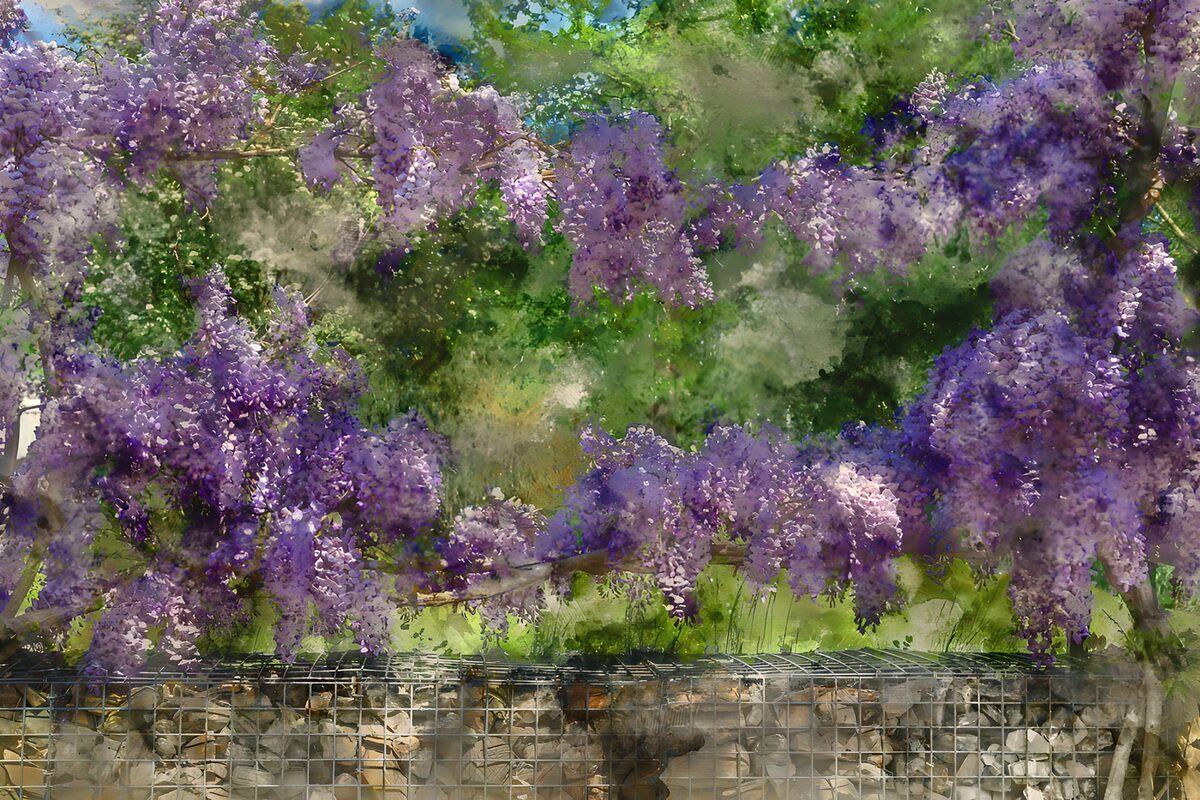Blühender Blauregen im Frühlingslicht