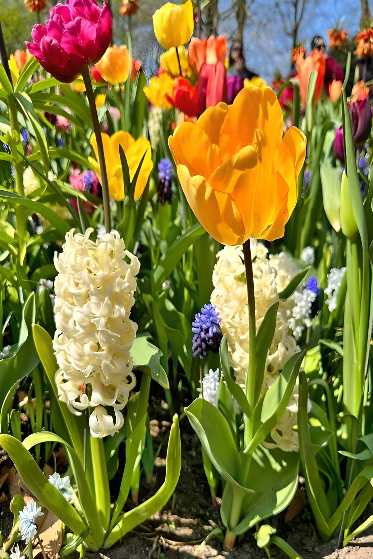Gelbe Tulpe und Hyazinthen im Sonnenlicht