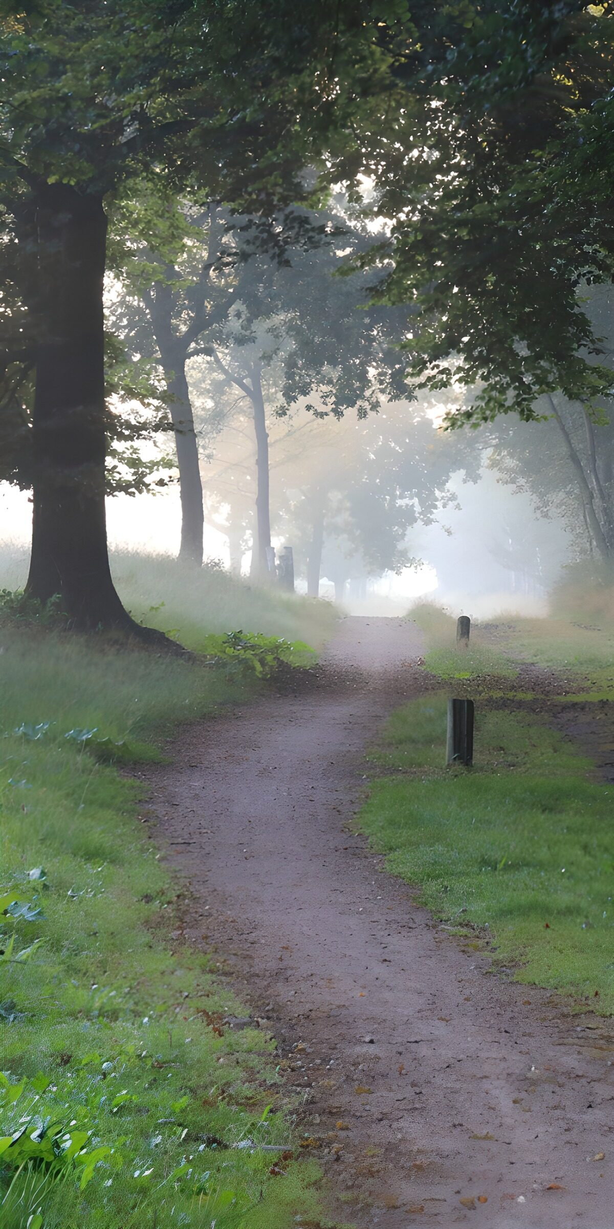 Waldweg im Nebel und Sonnenlicht