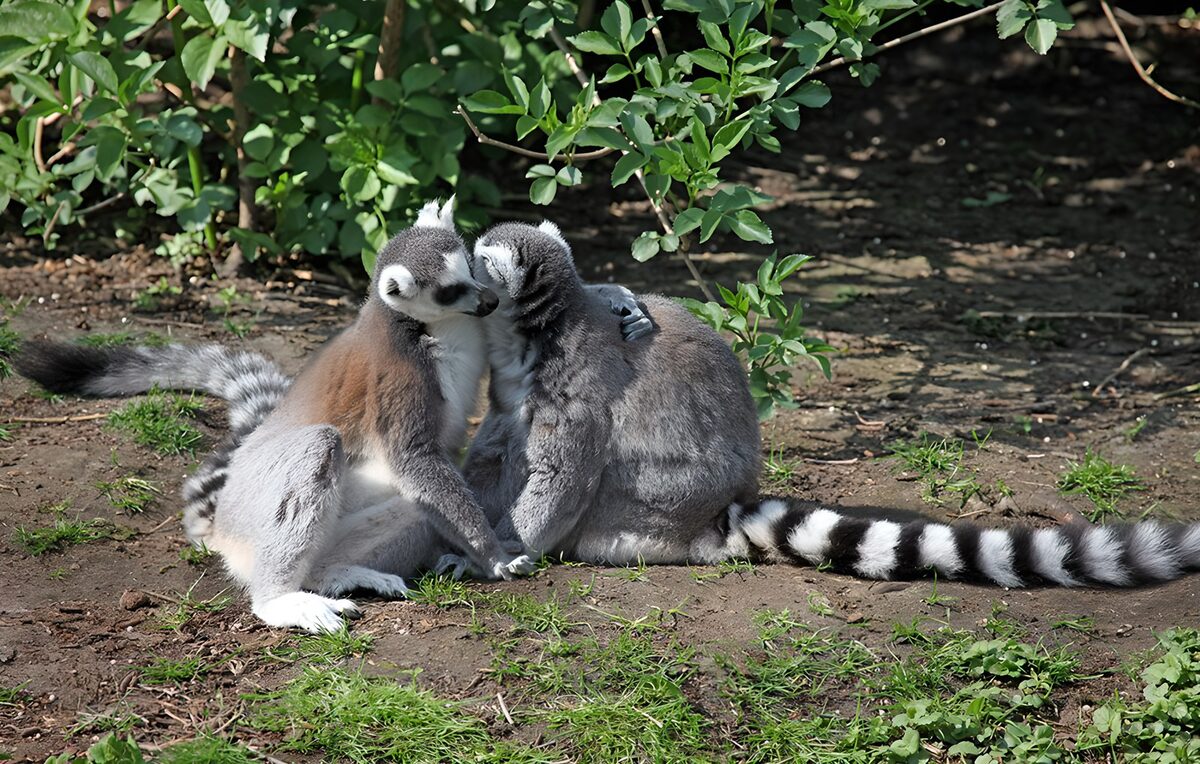 Zwei Kattas in inniger Umarmung