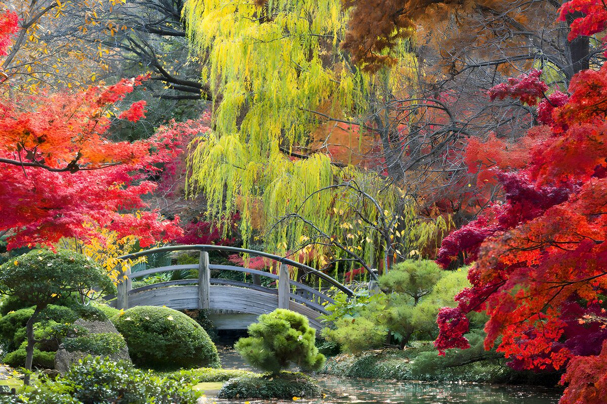 Holzbrücke im herbstlichen Japangarten