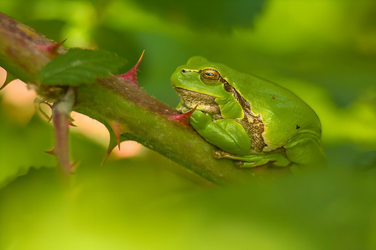 Grüner Frosch auf dornigem Ruheplatz