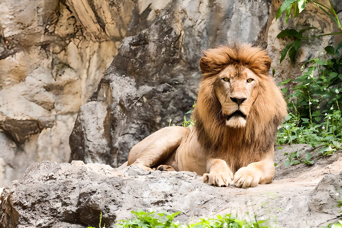 Löwe auf Felsen mit wachem Blick