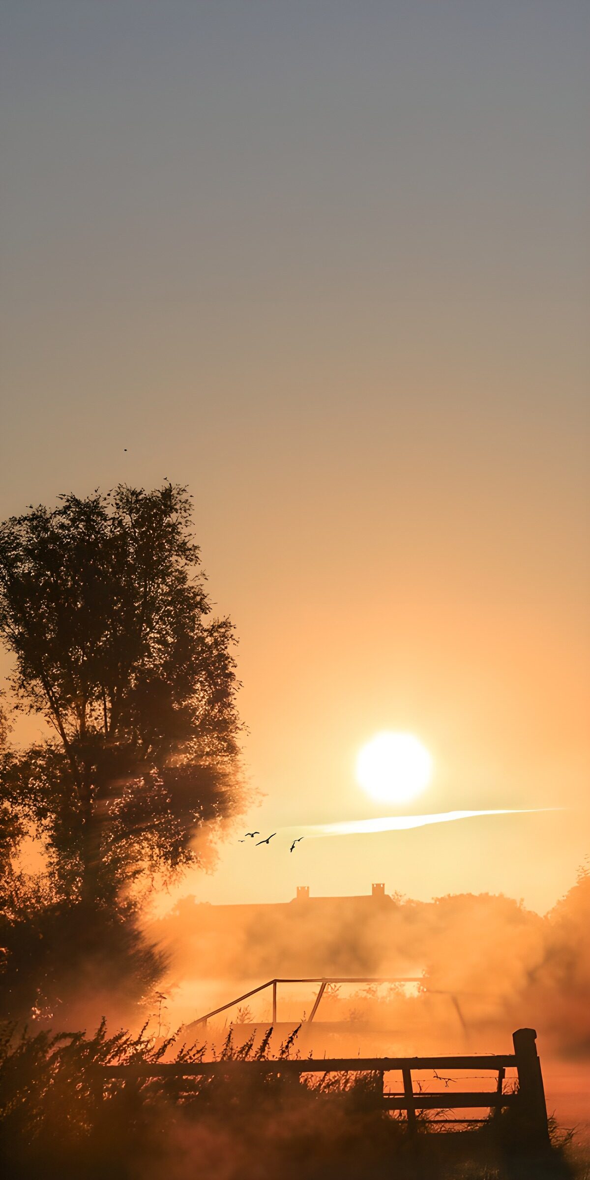 Sonnenaufgang mit Baum und Bodennebel