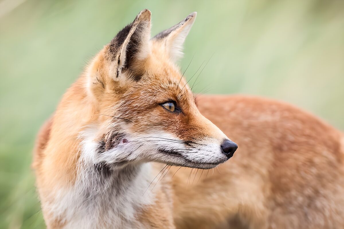 Rotfuchs im Profil, ruhig und wach