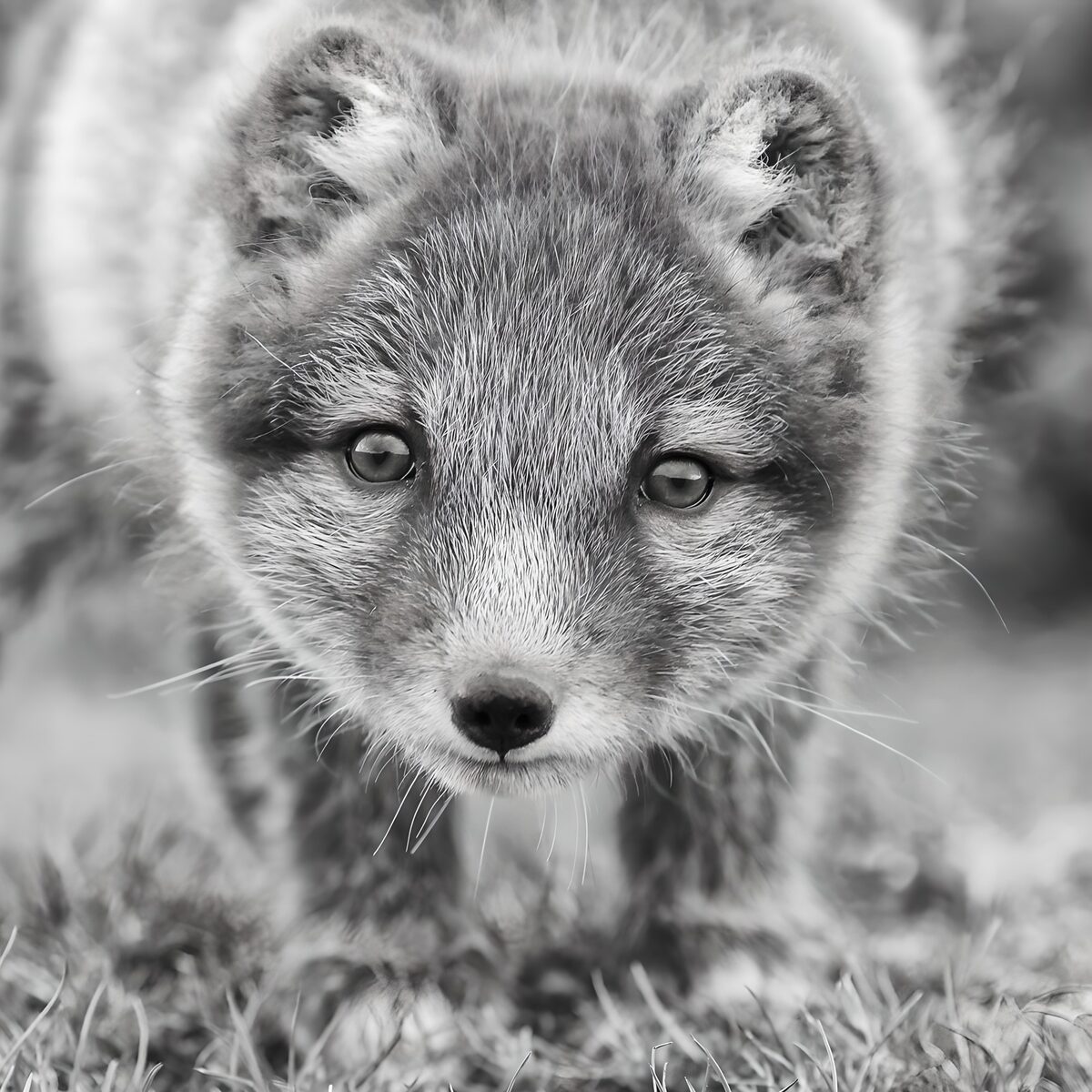 Junger Fuchs in Schwarz-Weiß