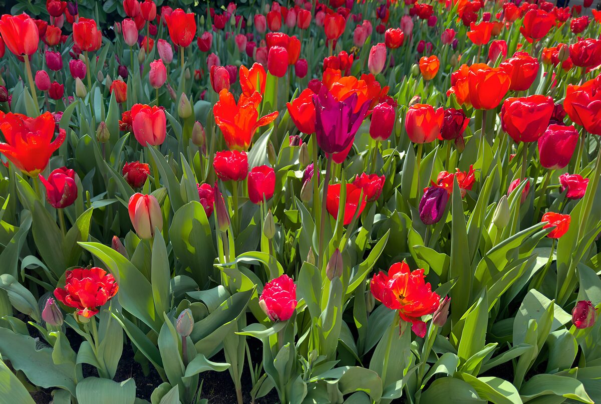 Tulpen weben einen Frühlingsteppich