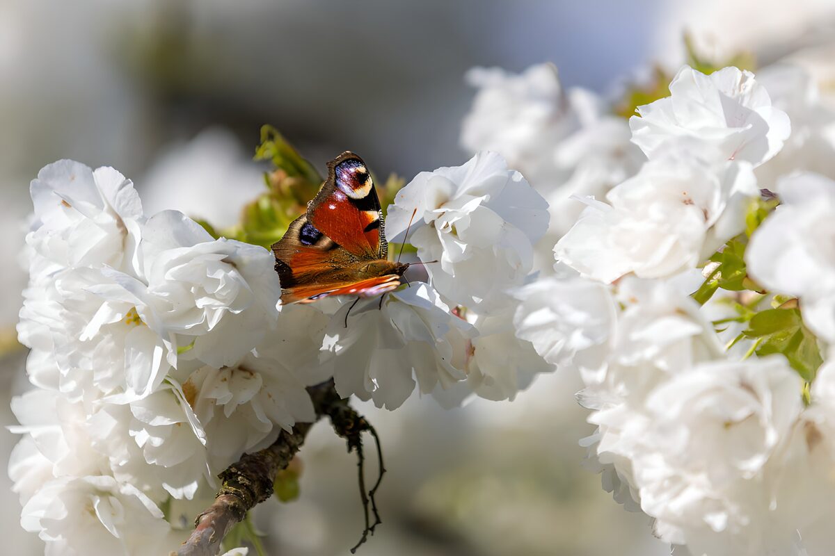 Tagpfauenauge auf weißen Blüten