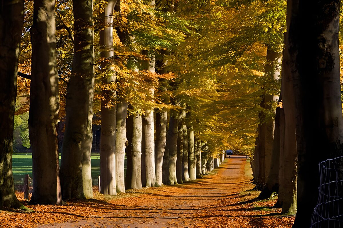 Herbstallee im warmen Sonnenlicht