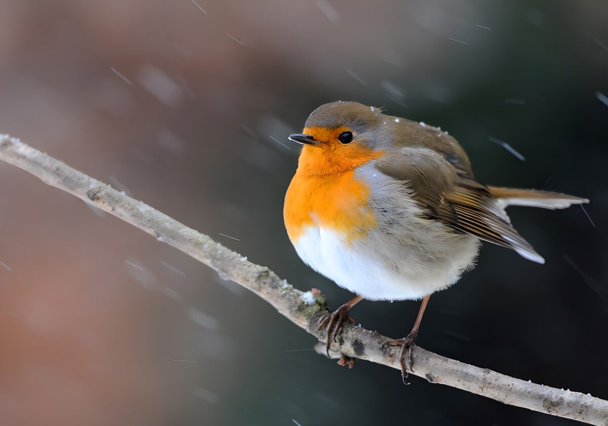 Rotkehlchen auf verschneitem Ast