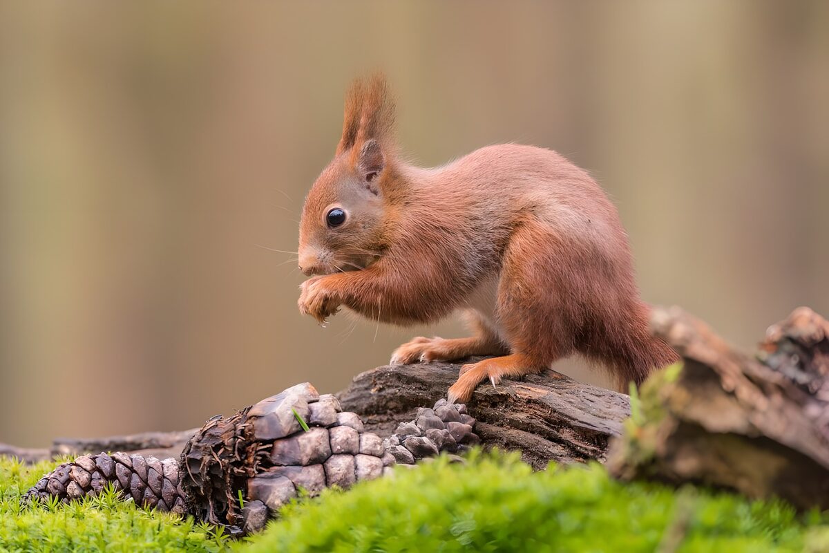 Eichhörnchen im stillen Moosreich