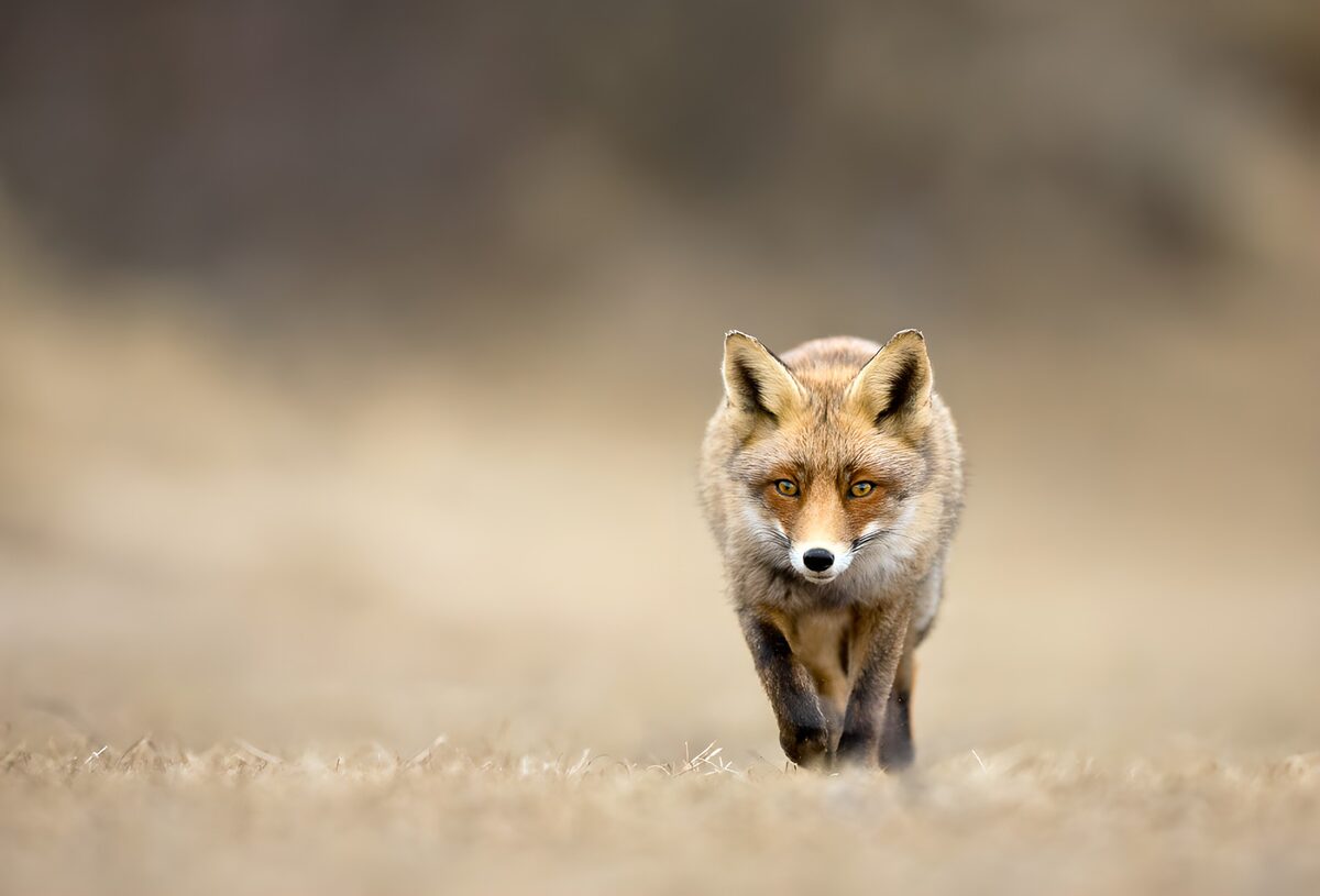 Rotfuchs auf leisen Pfoten im Gras