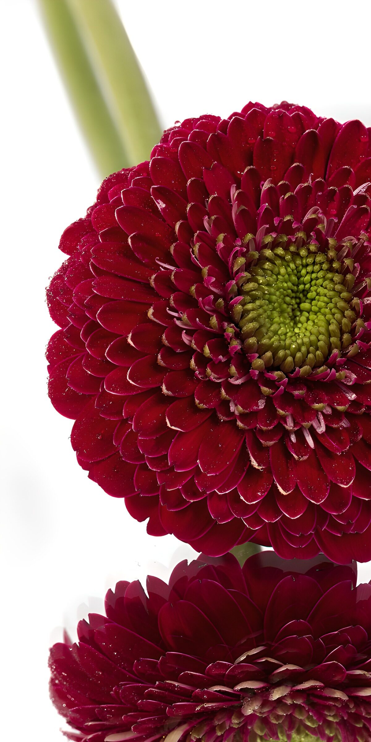 Dunkelrote Gerbera ganz nah