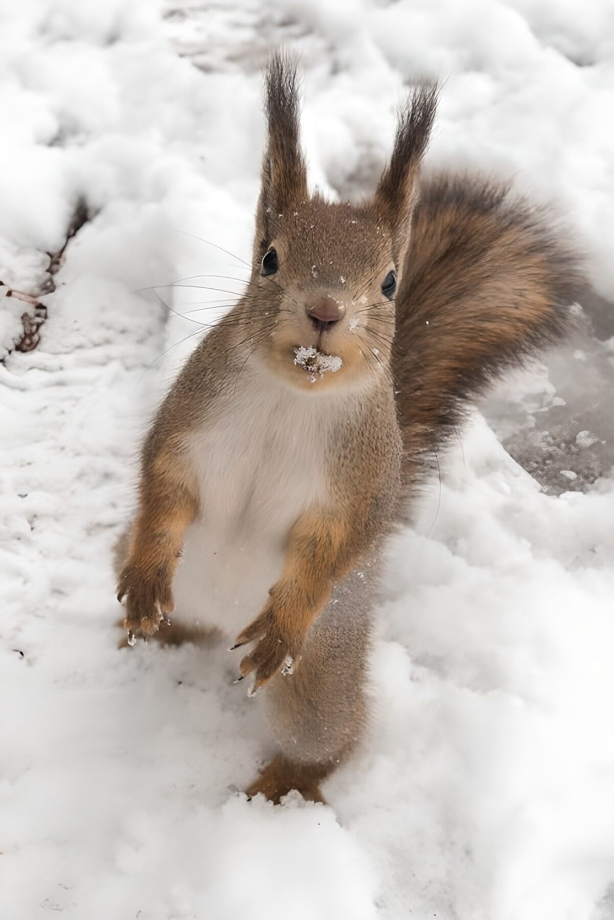 Eichhörnchen aufrecht im tiefen Schnee
