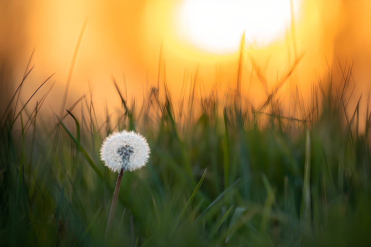 Pusteblume im goldenen Gegenlicht
