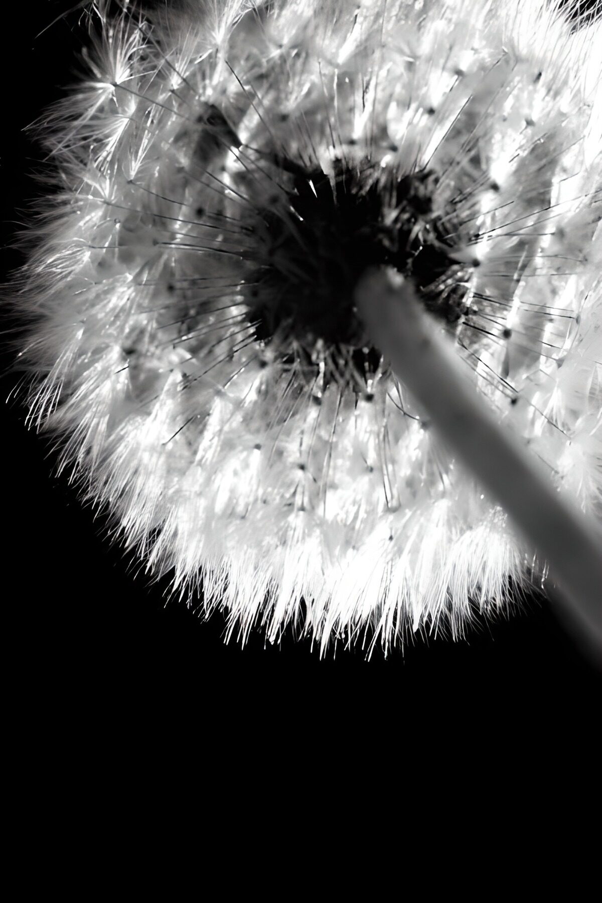 Pusteblume von unten in Schwarzweiß