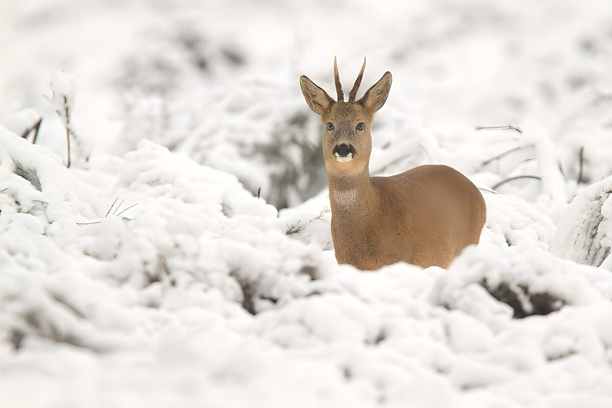 Wachsamer Rehbock im verschneiten Wald